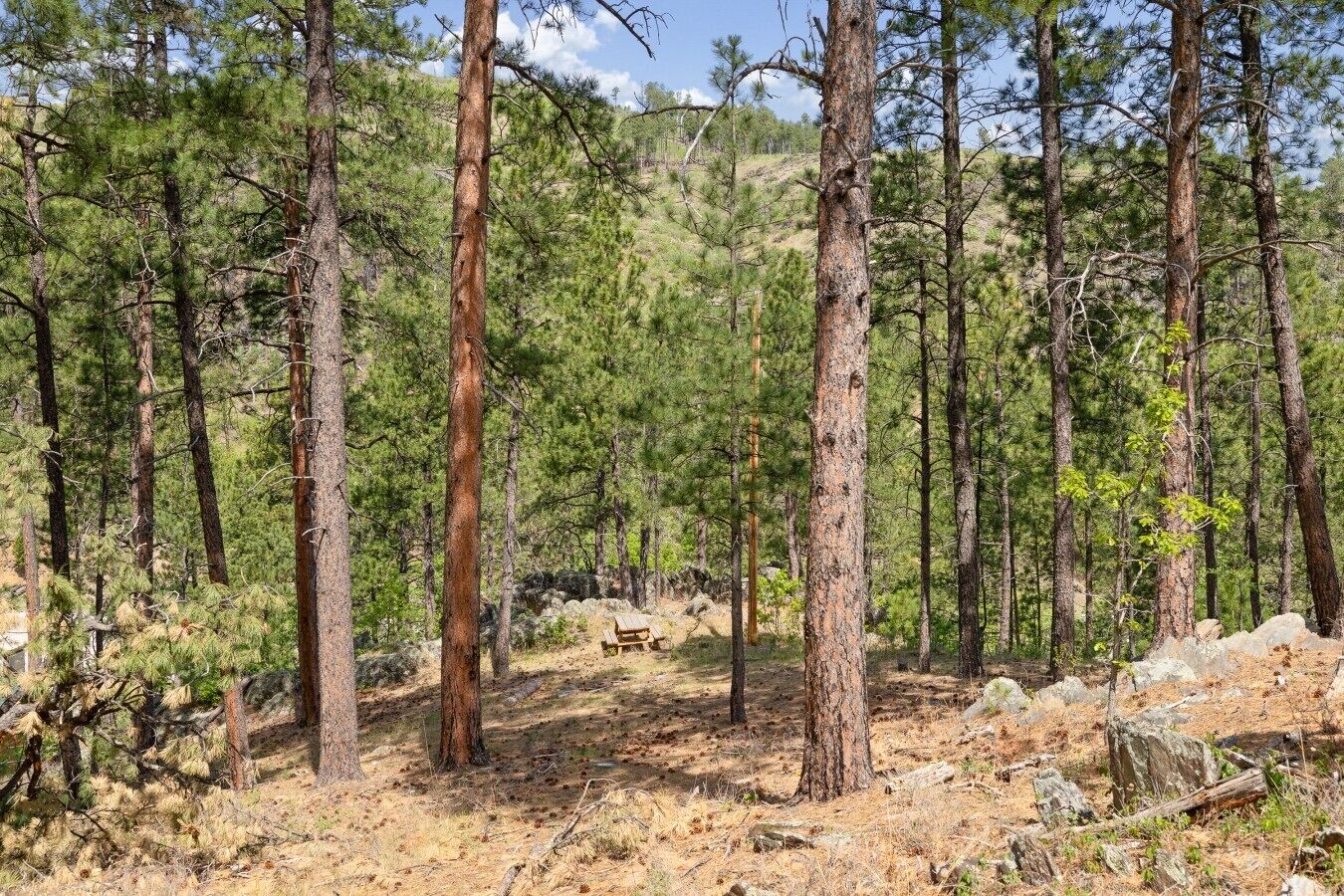 A forested area with tall pine trees and a picnic table.