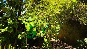 Un espacio al aire libre cubierto con abundante follaje y suelo de hormigón.