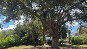 Ein großer Baum in einem Garten, im Hintergrund eine weiße Struktur.