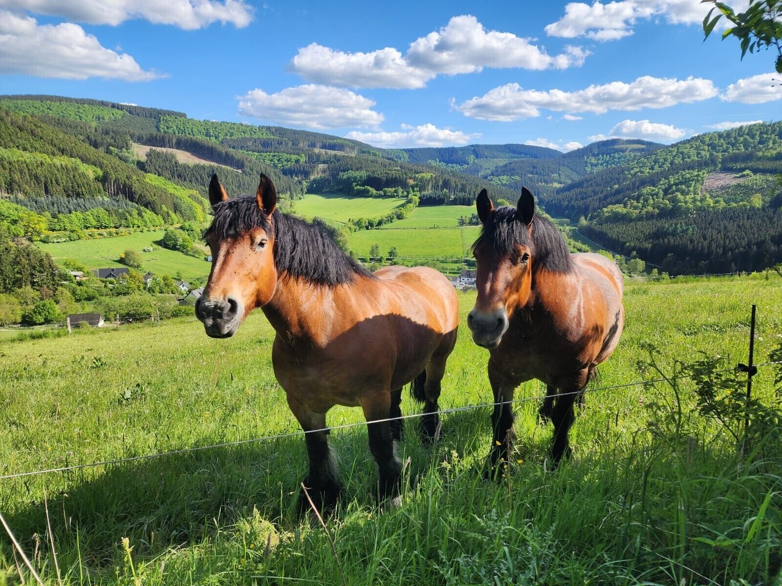 Two horses in a grassy field with a mountainous landscape in the background.