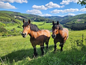 Two horses in a grassy field with a mountainous landscape in the background. - Apartment 'Sonnenschein' with Private Terrace, Balcony and Wi-Fi (Lennestadt)