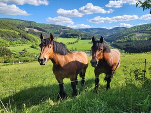Two horses in a grassy field with a mountainous landscape in the background.