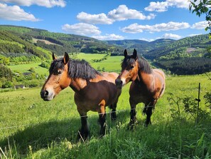 Unclassified image, 3 of 50, button - Apartment 'Romantik' with Shared Terrace, Balcony and Wi-Fi (Lennestadt)