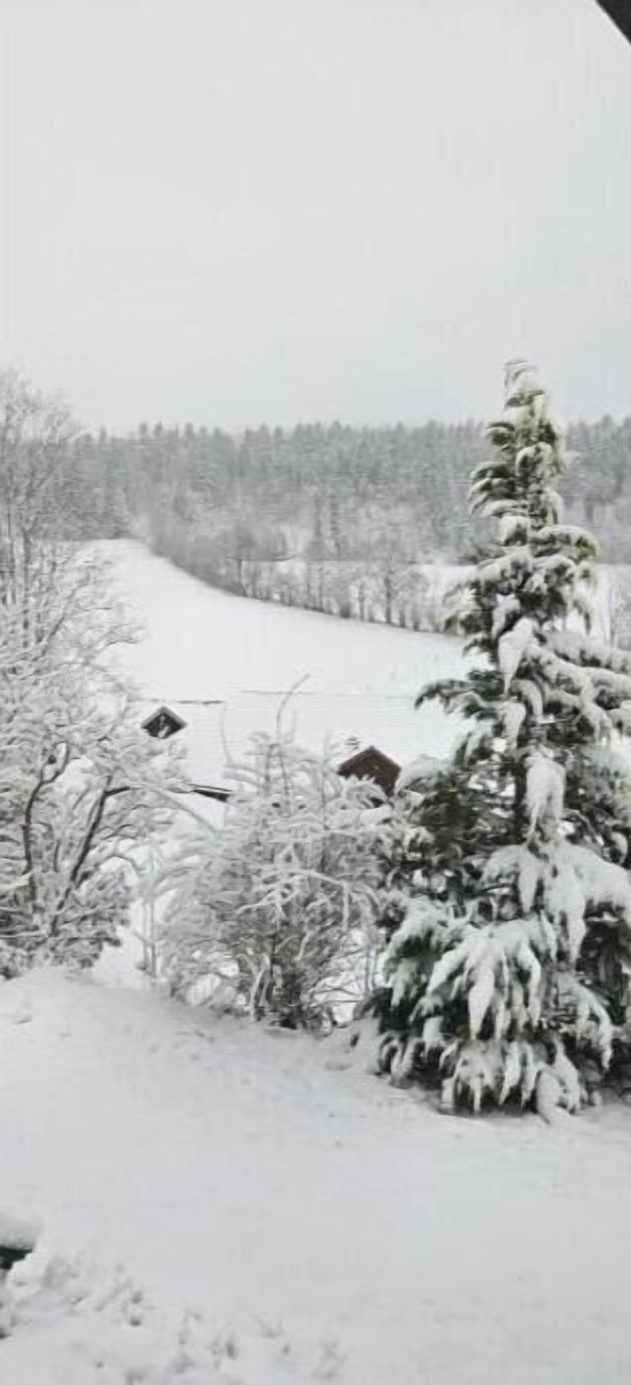 A snowy landscape with a snow-covered tree and a path leading through the forest.