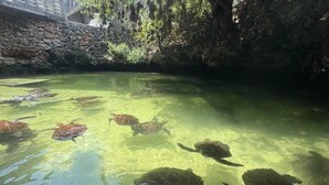 A clear pool with several sea turtles swimming. - Nungwi Turtle Cave resort  (Nungwi)