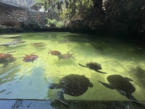 A clear pool with several sea turtles swimming. - Nungwi Turtle Cave resort  (Nungwi)