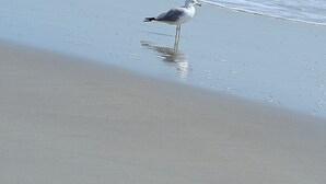 Una gaviota posada en una playa arenosa cerca de la orilla.