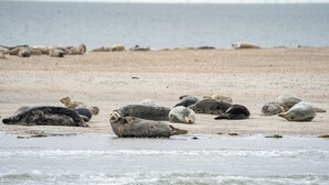 Una playa arenosa con varios lobos marinos descansando en la orilla.