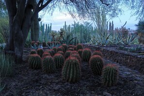 Een woestijntuin met diverse cactussen en een grote boom.