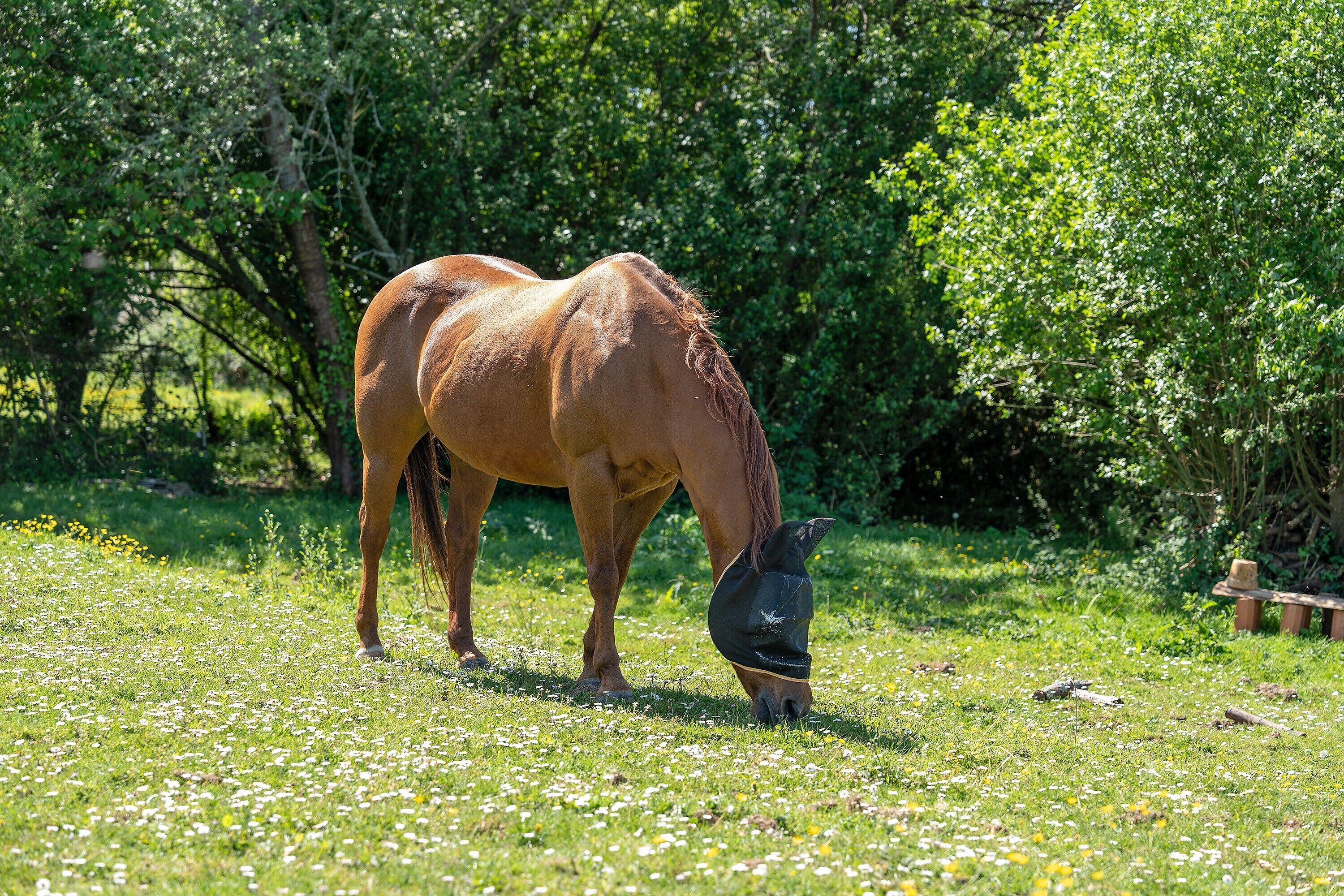 Un cheval broute dans un champ herbeux, avec des arbres en arrière-plan.