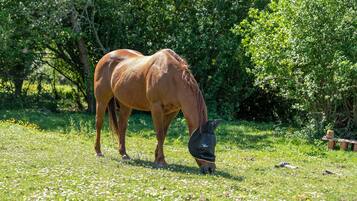 Un cheval broute dans un champ herbeux, avec des arbres en arrière-plan.