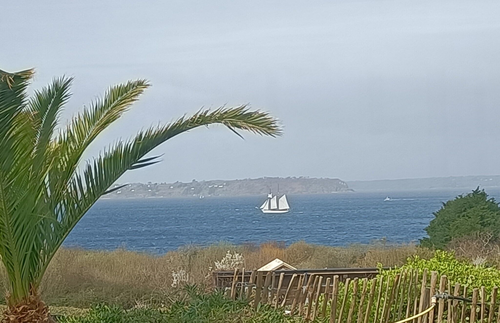 Eine Küstenansicht mit einem Segelboot auf dem Wasser, einer entfernten Landmasse und einer Palme im Vordergrund.