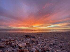 Ein Strand mit einer Vielzahl von Muscheln, verstreut im Sand.