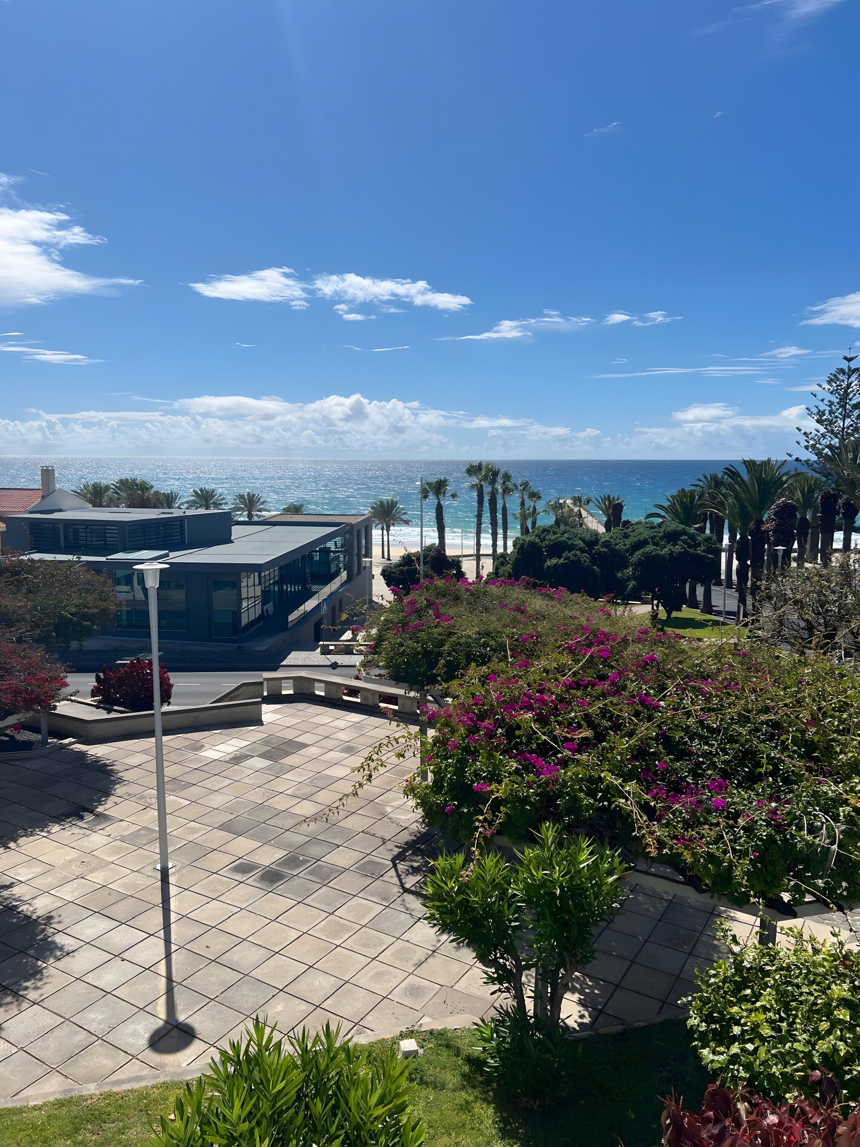 A paved outdoor area with a view of the ocean, palm trees, and a modern building.