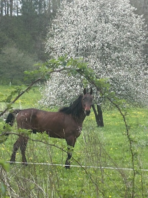 A horse in a grassy field with a tree in the background. - 6 acre private nature retreat glamping cabin. (Fort Plain)