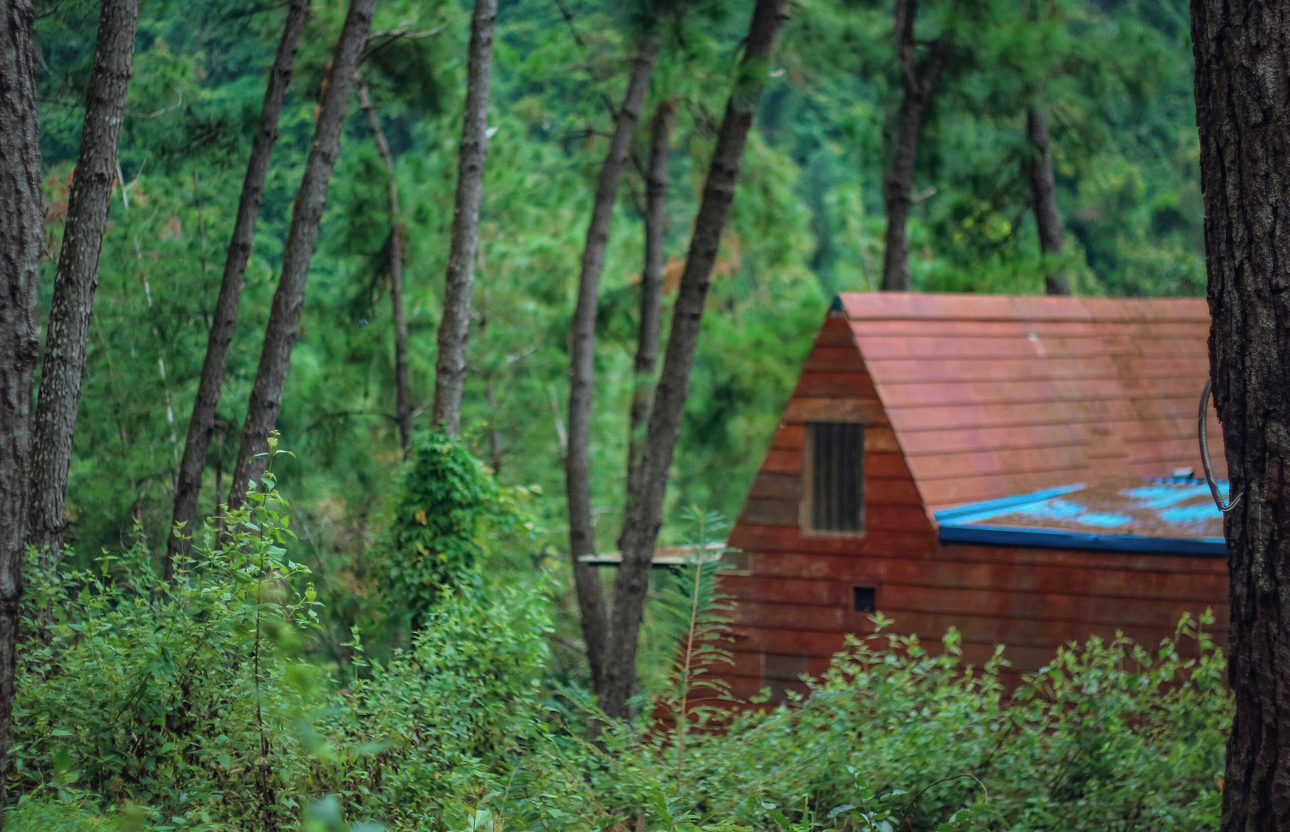Una cabaña de madera en un bosque.