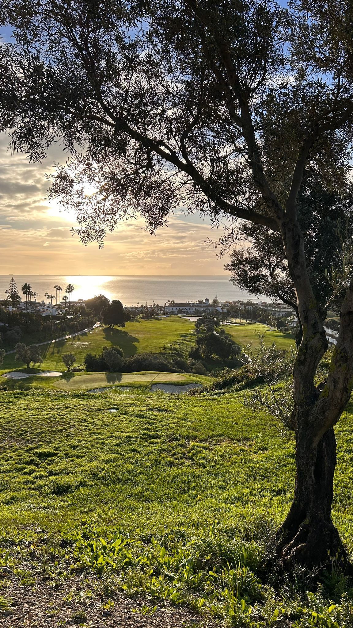 A golf course with a large tree in the foreground, a clear sky, and a view of the ocean in the background.