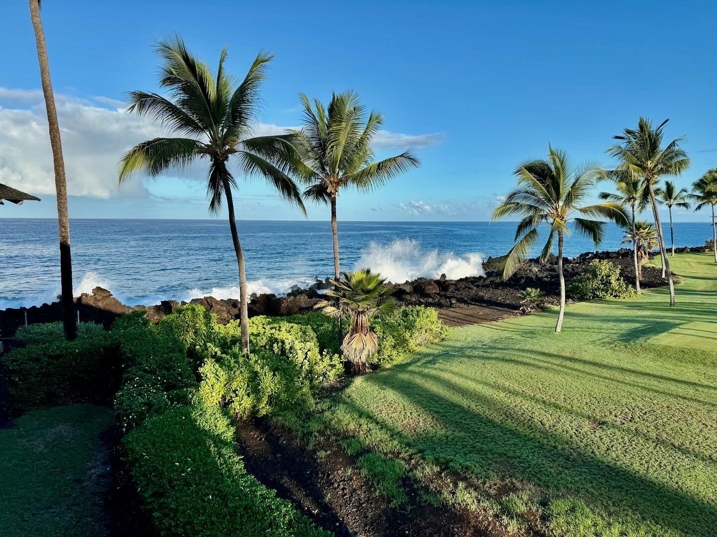 A coastal landscape with palm trees, a grassy area, and a view of the ocean.
