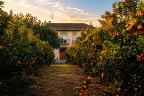 An orchard with orange trees leading to a building with a tiled roof and a balcony.