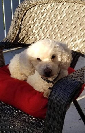 Unclassified image, 3 of 17, button - The Evergreen Suite, Trinity Guest House (Trinity)