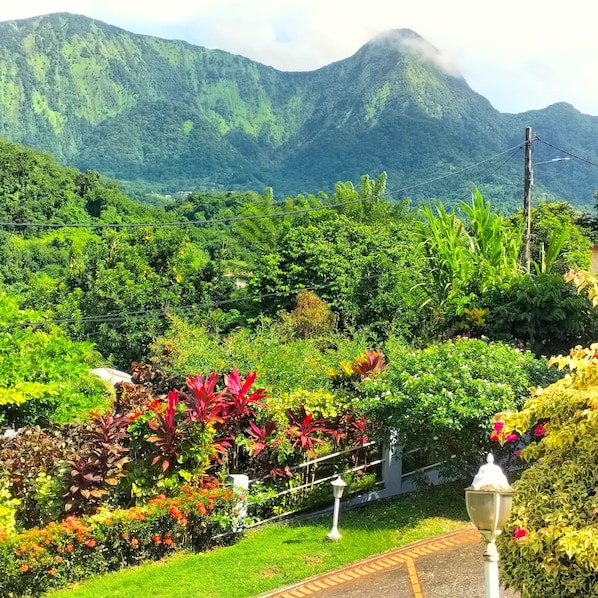 Property grounds - Family - Nature, mountains and sea escape - F2 Piscine & Terrasse Morne Vert (Le Morne-Vert)