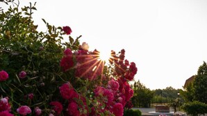 A garden with blooming pink flowers and a clear sky. - Jurjevec Castle - Standard room 6 (Brezane Lekenicke)