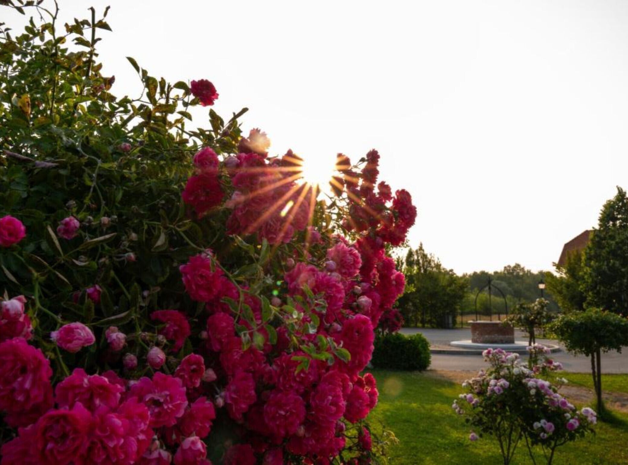 Een tuin met bloeiende roze bloemen en een heldere lucht.