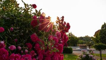 Een tuin met bloeiende roze bloemen en een heldere lucht.