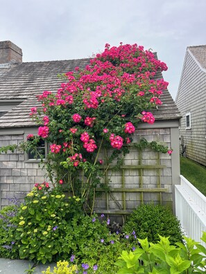 Property grounds - Historical Rose Covered Cottage with Ocean View (Siasconset)