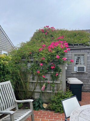 Property grounds - Historical Rose Covered Cottage with Ocean View (Siasconset)