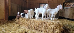 星評価なしの画像、4 / 15、ボタン