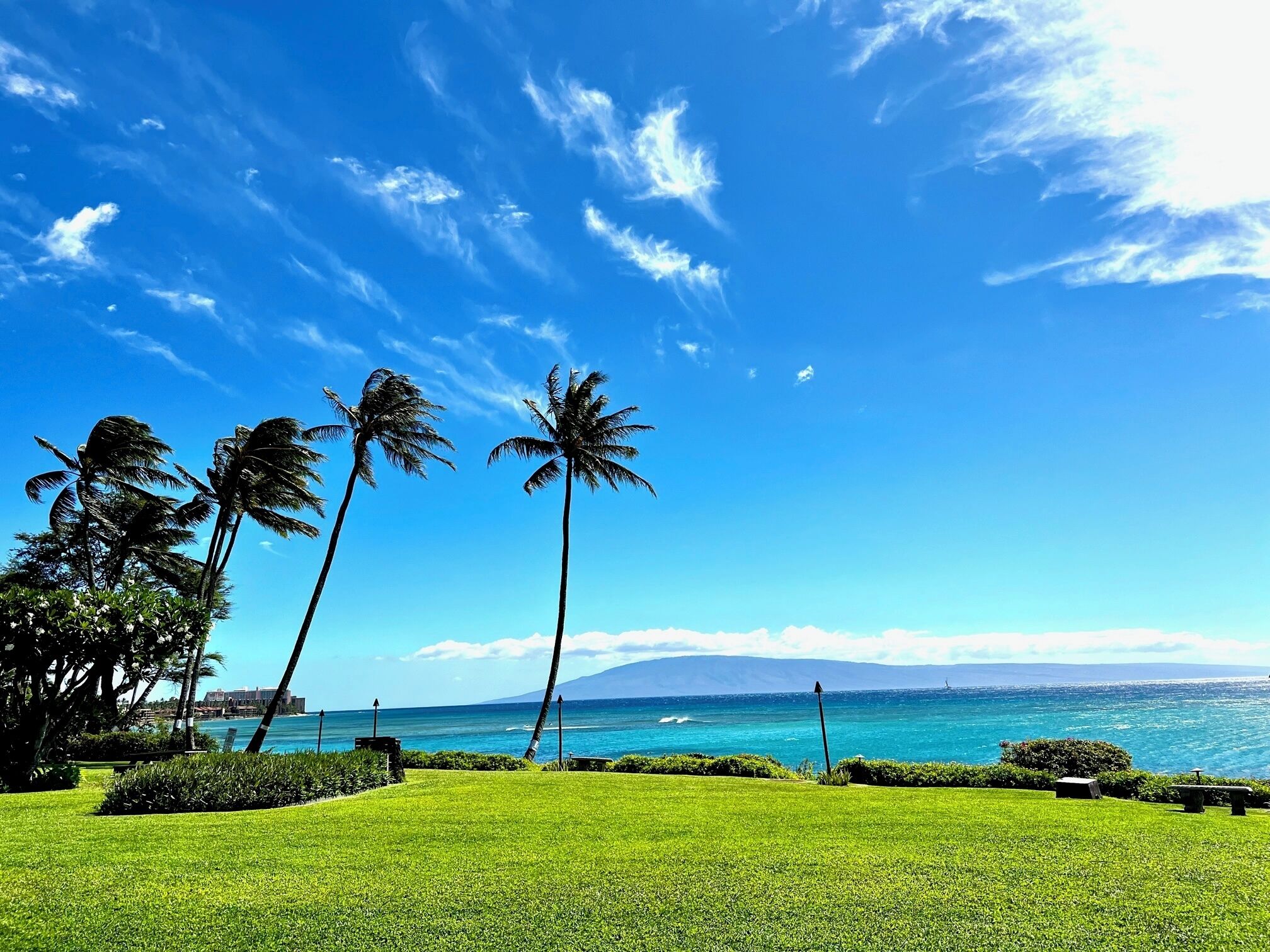 A grassy area with palm trees and a view of the ocean.