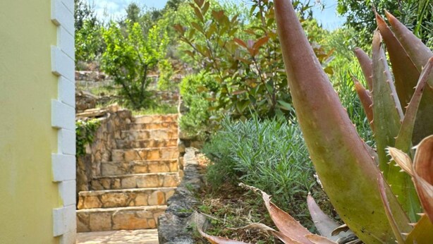 A stone staircase leading up to a garden area with various plants, including aloe vera. - Family Apartment Sofija (Preko)