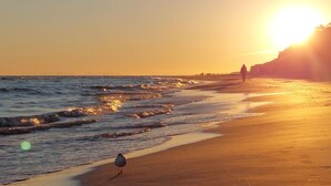 Uma praia com um pássaro na areia e pessoas ao longe.