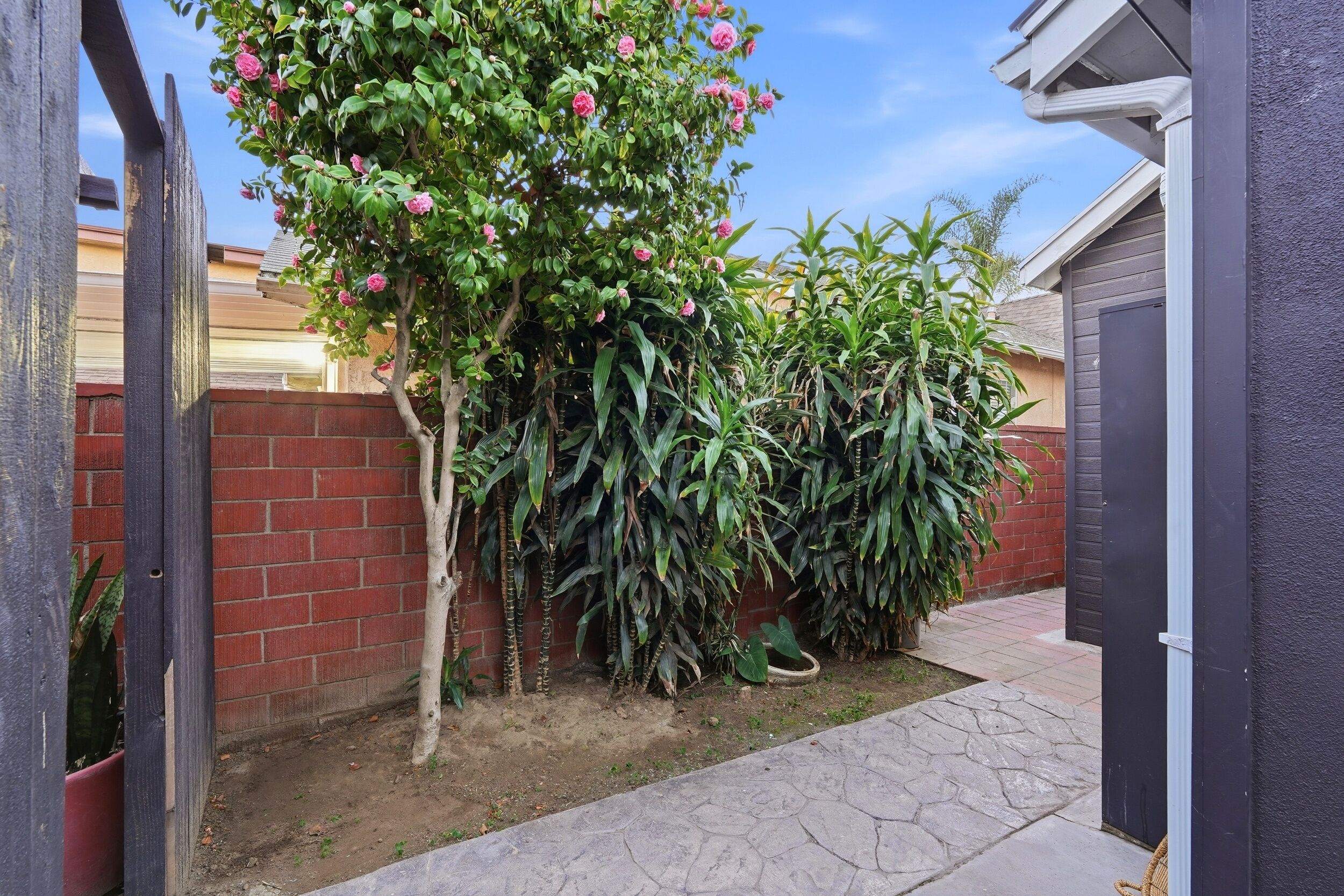 A brick wall, a tree with pink flowers, and a potted plant.