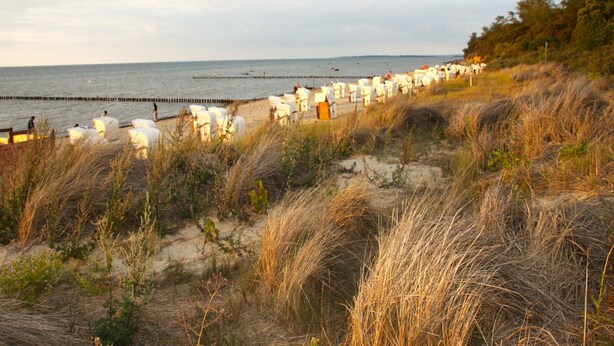 A beach with rows of white tents and a sandy foreground with tall grasses. - Feriendomizile auf der Insel Poel (Insel Poel)