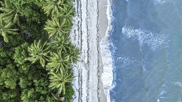 Vista aérea de una playa con palmeras y olas.
