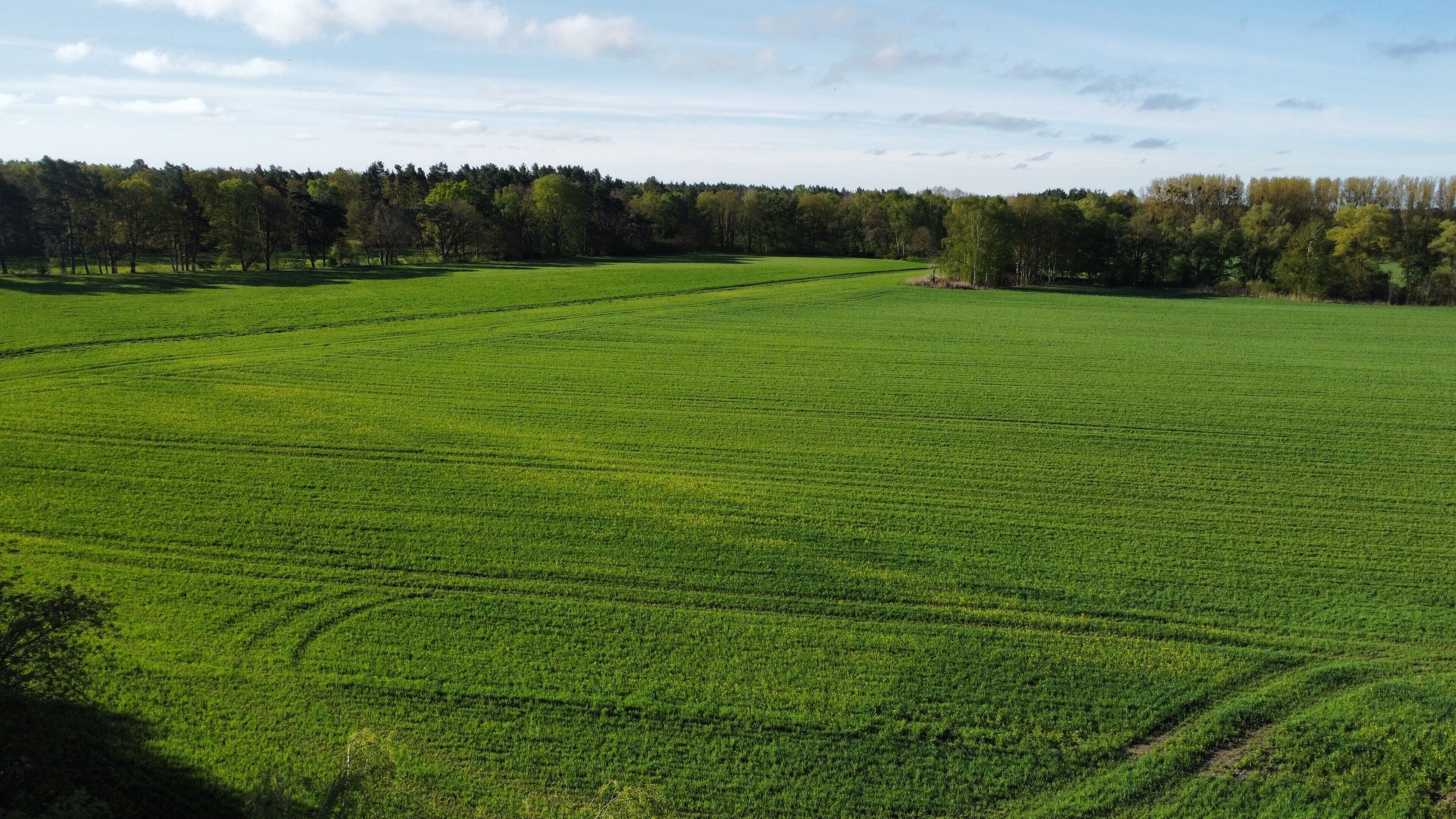 A vast green field with a tree line in the distance.