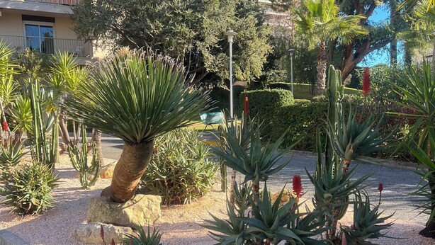 Een aangelegde tuin met verschillende vetplanten en cactussen, een palmboom en een lantaarn.