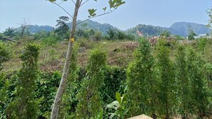 A tree with green leaves under a wooden structure. - Aonang green tree (Krabi)