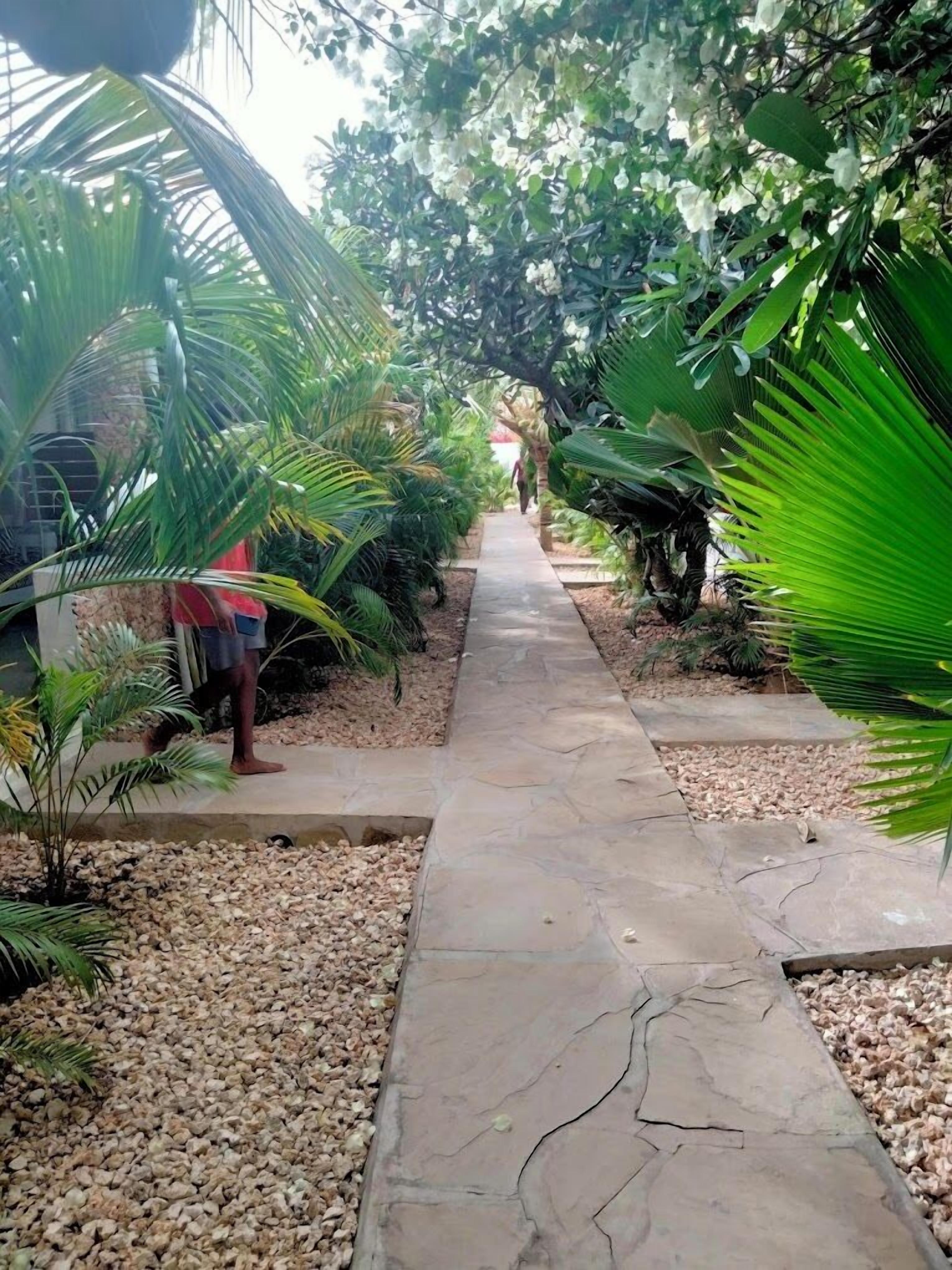 Un sendero bordeado por abundante vegetación y palmeras, que conduce a una estructura distante.