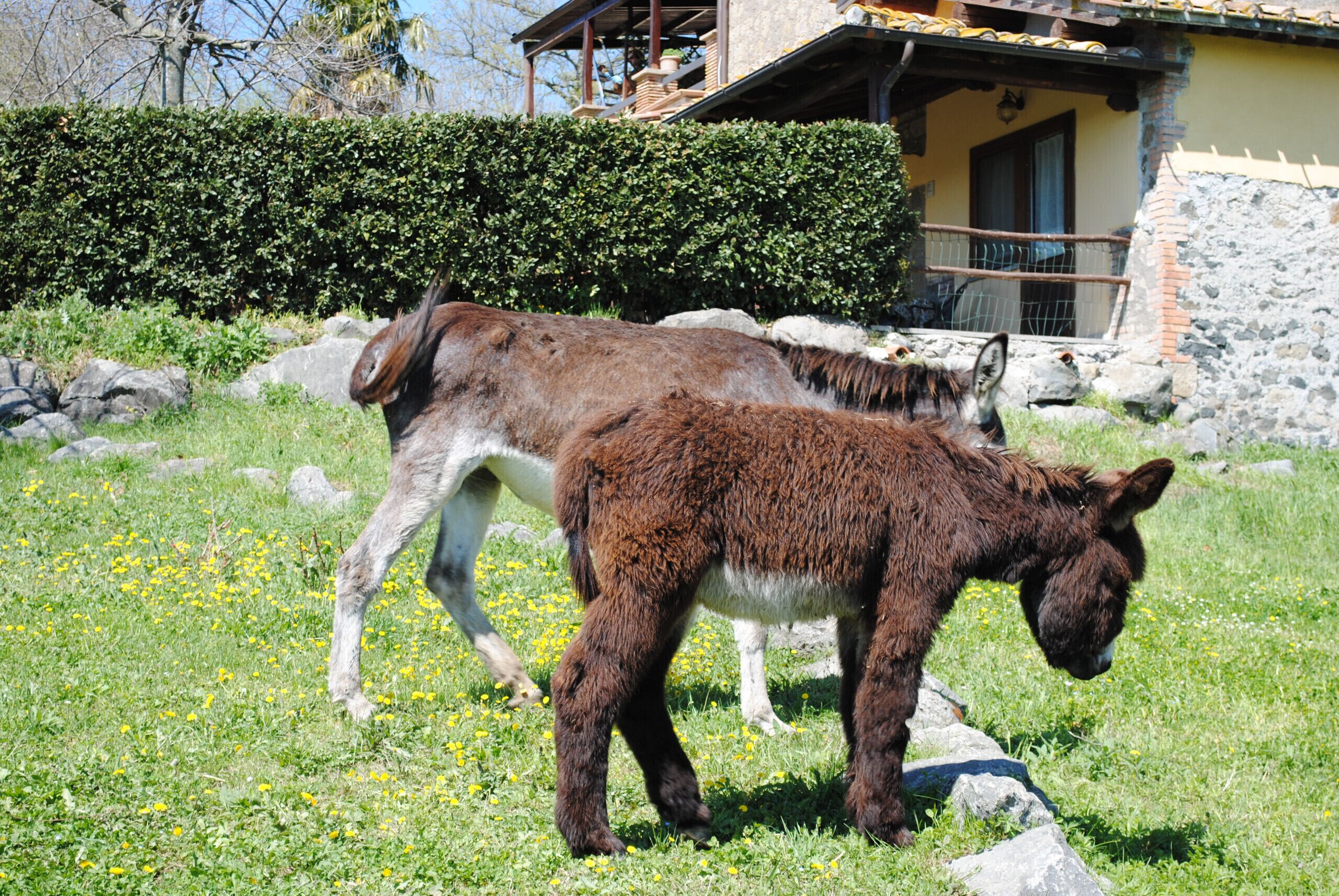 Terrain de l’hébergement 