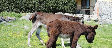 Terrain de lâhĂ©bergement