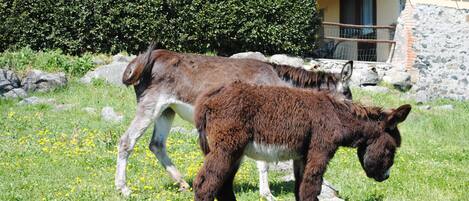 Enceinte de lâhĂ©bergement