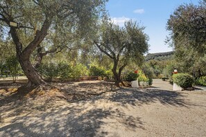 Un sentier pavé, bordé d’oliviers et entouré d’un mur de pierres.