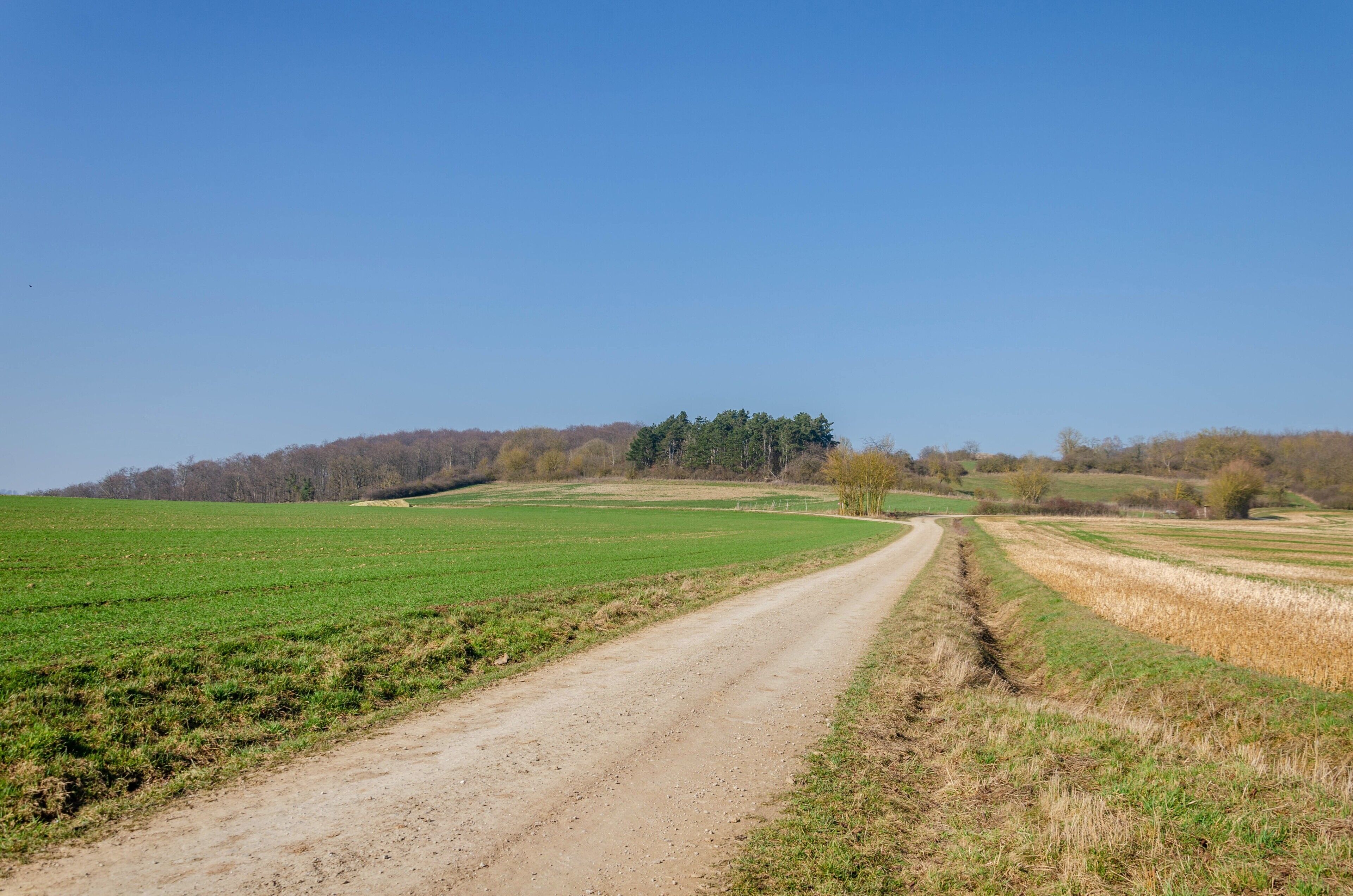 Un chemin de terre qui traverse des champs, avec une forêt visible au loin.