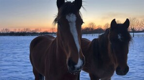 Miscellaneous - Apartment 'Niemark Gestüt Kriseby' with Shared Terrace and Wi-Fi (Lübeck)