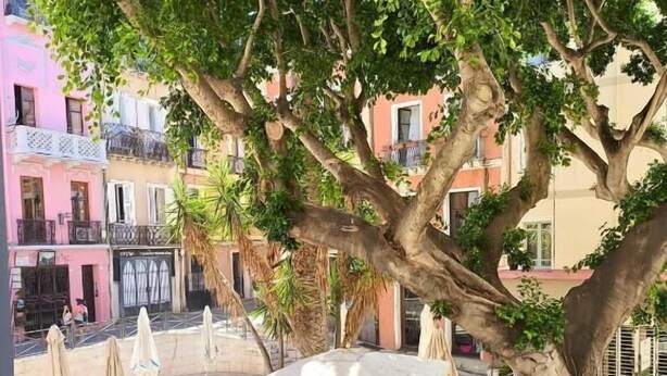 Un espace extérieur aménagé avec des arbres, des parasols et un banc, offrant une vue sur une rue bordée d’immeubles aux couleurs vives.