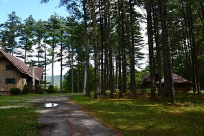 A rustic cabin with a dirt path leading to it, surrounded by tall pine trees.