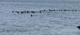 Room-accomodation in House